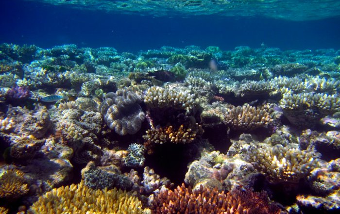 Article Image for Choosing Reef-Safe Sunscreen to Protect Ocean Life