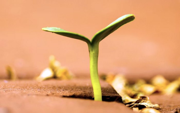 Article Image for Wellness-Focused Business Models That Inspire Growth